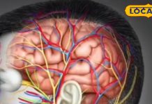 कंप्यूटर से भी तेज दौड़ेगा दिमाग, बस डाइट में शामिल कर ले ये खास चीजें