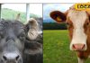 गाय या भैंस का दूध: सेहत के लिए कौन बेहतर? विशेषज्ञों की राय