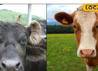 गाय या भैंस का दूध: सेहत के लिए कौन बेहतर? विशेषज्ञों की राय