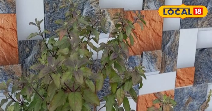 Pitru Paksha: पितृपक्ष में ये 1 गलती कर दी तो