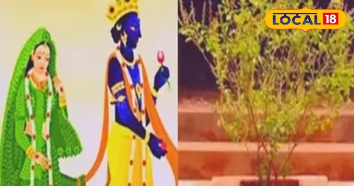 Tulsi Vivah 2025: तुलसी विवाह कब है? इसके बाद बजनी