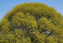 Vastu Tips: घर की दीवार पर उग आया है पीपल का पेड़, तो इस बात का हो सकता है संकेत!