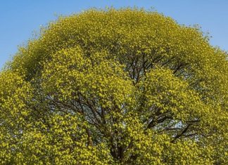 Vastu Tips: घर की दीवार पर उग आया है पीपल का पेड़, तो इस बात का हो सकता है संकेत!