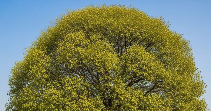 Vastu Tips: घर की दीवार पर उग आया है पीपल