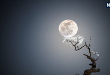 chaurchan puja 2025 Today Know chaurchan sampurna puja vidhi with mantra and moonrise time | आज मिथिला का प्रमुख पर्व चौरचरन पूजा, जानें संपूर्ण पूजन विधि मंत्र समेत और चन्द्रोदय का समय