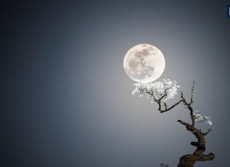 chaurchan puja 2025 Today Know chaurchan sampurna puja vidhi with mantra and moonrise time | आज मिथिला का प्रमुख पर्व चौरचरन पूजा, जानें संपूर्ण पूजन विधि मंत्र समेत और चन्द्रोदय का समय