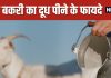 Goat Milk Benefits for Health | बकरी का दूध पीने के जबरदस्त फायदे