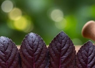 सुबह-शाम चबा लें ये 4 काली पत्तियां… डेंगू, मलेरिया हो या वायरल बुखार! सब हो जाएगा छूमंतर – Uttarakhand News