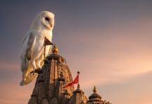 Kashi Vishwanath Temple। बाबा विश्वनाथ मंदिर पर सफेद उल्लू का महत्व