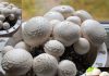 How to Grow Mushroom In Home। मशरूम की खेती घर पर कैसे करें जानें आसान तरीका और फायदे.
