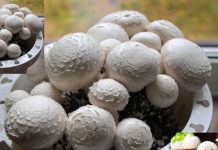 How to Grow Mushroom In Home। मशरूम की खेती घर पर कैसे करें जानें आसान तरीका और फायदे.