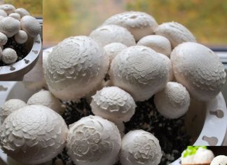 How to Grow Mushroom In Home। मशरूम की खेती घर पर कैसे करें जानें आसान तरीका और फायदे.