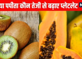 Papaya Vs Kiwi which is healthier to boost platelet count । प्लेटलेट्स बढ़ाने के लिए कीवी बेहतर या पपीता?