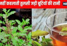 Tulsi ke fayde: तुलसी के सेवन के स्वास्थ्य लाभ और औषधीय गुण