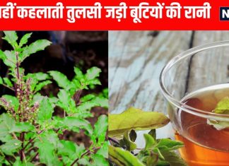 Tulsi ke fayde: तुलसी के सेवन के स्वास्थ्य लाभ और औषधीय गुण