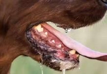 रेबीज क्यों है दुनिया की सबसे घातक बीमारी? साइंस भी नहीं खोज पाई इलाज! why rabies is dangerous and not curable