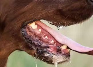 रेबीज क्यों है दुनिया की सबसे घातक बीमारी? साइंस भी नहीं खोज पाई इलाज! why rabies is dangerous and not curable