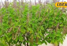 सूखी तुलसी नहीं है बेकार! 1, 2 नहीं बल्कि कई है चमत्कार, यहां जानें धार्मिक-औषधीय के साथ 7 फायदे