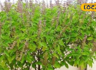 सूखी तुलसी नहीं है बेकार! 1, 2 नहीं बल्कि कई है चमत्कार, यहां जानें धार्मिक-औषधीय के साथ 7 फायदे