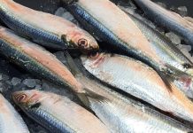 Boneless Fish: इन 5 मछलियों में नहीं होता एक भी कांटा! बच्चों की बन जाती पहली पसंद, जानें खासियत और फायदे