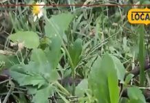 ये घास है या जादू की छड़ी…कटने-जलने पर लगा लें, मिनटों में दर्द छूमंतर, दाग भी खत्म