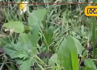 ये घास है या जादू की छड़ी…कटने-जलने पर लगा लें, मिनटों में दर्द छूमंतर, दाग भी खत्म