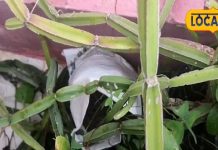 टूटी हड्डी जोड़ने की ताकत रखता है ये चमत्कारी पौधा, घर पर उगाना बड़ा आसान