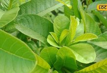 Health Tips: सुबह-सुबह बासी मुंह चबा लें ये हरी पत्तियां, छू भी नहीं पाएंगी बीमारियां! पाचन तंत्र भी रहेगा दुरुस्त