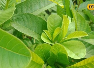 Health Tips: सुबह-सुबह बासी मुंह चबा लें ये हरी पत्तियां, छू भी नहीं पाएंगी बीमारियां! पाचन तंत्र भी रहेगा दुरुस्त