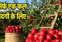 सेब खाने के 5 बड़े फायदे पाचन, वजन, दिल, डायबिटीज और कैंसर में लाभ.