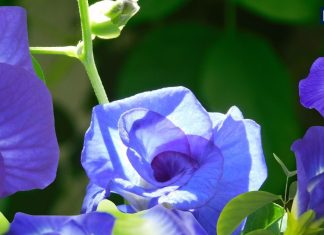 Aparajita Plant Vastu Direction Aparajita plant very auspicious wrong direction of aparajita plant can ruin luck according to Vastu Shastra | धन, सुख और शांति लता है अपराजिता का पौधा, गलत दिशा में लगाने से सबकुछ कर देगा तबाह, वास्तु विशेषज्ञों की चेतावनी