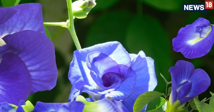 Aparajita Plant Vastu Direction Aparajita plant very auspicious wrong direction