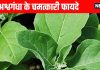 Benefits of Ashwagandha : अश्वगंधा एक औषधीय जड़ी-बूटी, जानें फायदे