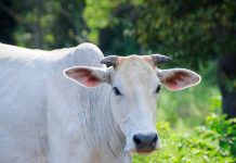 गाय का दूध अमृत लेकिन आयुर्वेद में इन गायों का दूध पीना है मना, फायदे के बजाय होता है नुकसान! cow milk is nectar but ayurveda advice to avoid these cows milk due to harmful effect