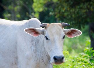 गाय का दूध अमृत लेकिन आयुर्वेद में इन गायों का दूध पीना है मना, फायदे के बजाय होता है नुकसान! cow milk is nectar but ayurveda advice to avoid these cows milk due to harmful effect