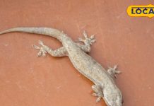 Diwali 2025 Totkey : क्या छिपकली खोल सकती है दीपवाली पर आपकी किस्मत… जानें क्या कहता है वास्तुशास्त्र?