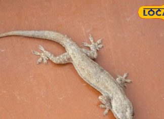 Diwali 2025 Totkey : क्या छिपकली खोल सकती है दीपवाली पर आपकी किस्मत… जानें क्या कहता है वास्तुशास्त्र?