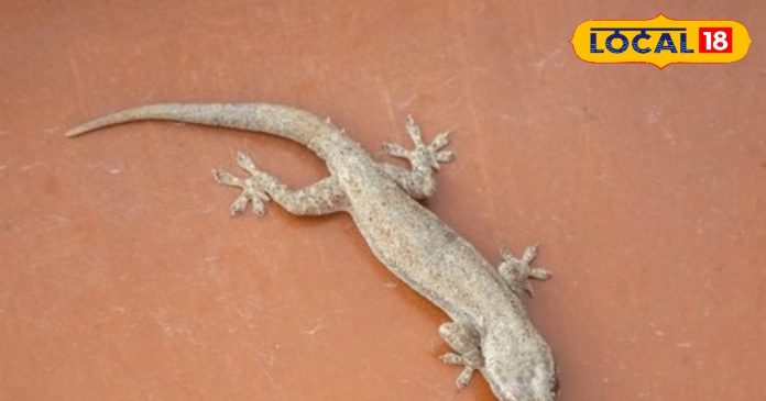 Diwali 2025 Totkey : क्या छिपकली खोल सकती है दीपवाली