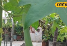 Durga Puja 2025: अगर नहीं मिले नेनुआ व कुष्मांडा फल.. तो जान लें घर में किसकी दे सकते हैं बलि, जानें महत्व