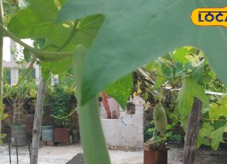 Durga Puja 2025: अगर नहीं मिले नेनुआ व कुष्मांडा फल.. तो जान लें घर में किसकी दे सकते हैं बलि, जानें महत्व