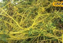 Health Tips: जैसा नाम वैसा काम! कई रोगों के लिए काल है अमरबेल, एक्सपर्ट से जानें जबरदस्त फायदे