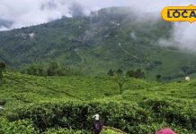 अब असम नहीं, कुमाऊं की चाय मचा रही धूम, नज़ारा स्विट्ज़रलैंड जैसा, देखें तस्वीरें – Uttarakhand News