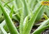 Gardening Tips: घर के गार्डन के लिए बेस्ट है ये प्लांट, फायदे इतने की गिनते-गिनते थक जाएंगे आप – Madhya Pradesh News
