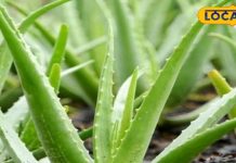 Gardening Tips: घर के गार्डन के लिए बेस्ट है ये प्लांट, फायदे इतने की गिनते-गिनते थक जाएंगे आप – Madhya Pradesh News