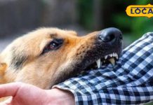 सावधान! कुत्ते का काटना नहीं चाटना भी है जानलेवा, ऐसे बरतें सावधानी, नहीं तो… – Madhya Pradesh News