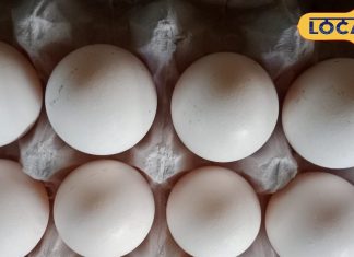 कमज़ोरी, थकान और बाल झड़ने की समस्या? जानें इस सुपरफूड के फायदे, बच्चों से लेकर बुजुर्गों तक फायदेमंद – Uttar Pradesh News