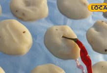 News – Himachal Pradesh News