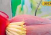 Kela Phool Sabji: प्रकृति का तोहफा है केले के फूल की सब्जी, हर मौसम में बॉडी रहेगी फिट, जानें रेसिपी – Bihar News