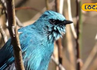 सिर्फ नज़ारे नहीं…… नैनीताल में यह अनुभव भी है हॉटस्पॉट, जानें कौन सी जगहें हैं खास – Uttarakhand News