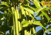 सिर्फ फल या फूल नहीं, ये अमलतास है बीमारियों का इलाज, थायराइड और मुंह के छाले भी होंगे दूर – Uttar Pradesh News